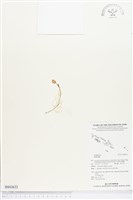 登錄號:BS02622藏品圖，第1張