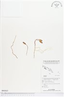 登錄號:BS02623藏品圖，第1張