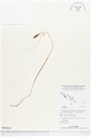 登錄號:BS02624藏品圖，第1張