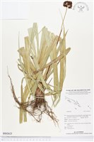 登錄號:BS02625藏品圖，第1張