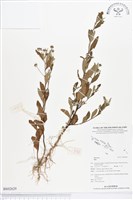 登錄號:BS02629藏品圖，第1張