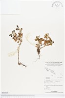 登錄號:BS02630藏品圖，第1張