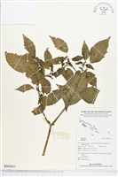 登錄號:BS02631藏品圖，第1張