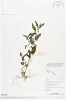 登錄號:BS02634藏品圖，第1張