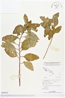 登錄號:BS02636藏品圖，第1張