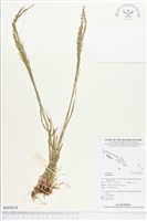 登錄號:BS02638藏品圖，第1張