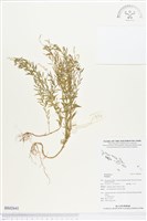 圓錐花遠志藏品圖，第1張