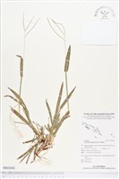 地毯草藏品圖，第1張