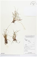 登錄號:BS02643藏品圖，第1張