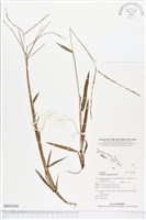 兩耳草藏品圖，第1張