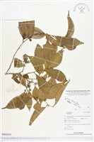 登錄號:BS02645藏品圖，第1張