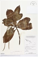 登錄號:BS02647藏品圖，第1張