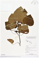 登錄號:BS02648藏品圖，第1張