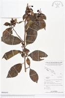 登錄號:BS02650藏品圖，第1張