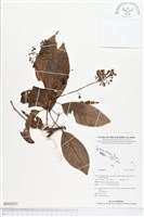 登錄號:BS02651藏品圖，第1張