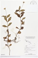 登錄號:BS02652藏品圖，第1張
