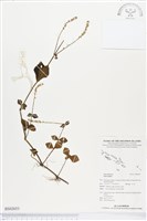 登錄號:BS02653藏品圖，第1張