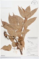 登錄號:BS02654藏品圖，第1張