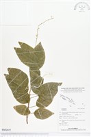 登錄號:BS02655藏品圖，第1張