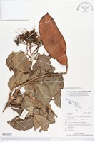 登錄號:BS02657藏品圖，第1張