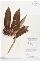 登錄號:BS02660藏品圖，第1張