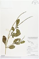 登錄號:BS02661藏品圖，第1張