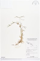 登錄號:BS02663藏品圖，第1張