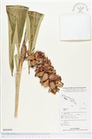 登錄號:BS02664藏品圖，第1張