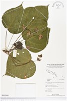 登錄號:BS02666藏品圖，第1張