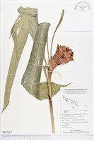 登錄號:BS02667藏品圖，第1張