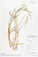 登錄號:BS02669藏品圖，第1張