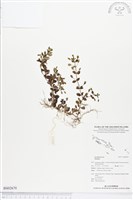 登錄號:BS02670藏品圖，第1張