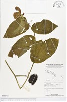 登錄號:BS02672藏品圖，第1張