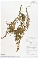 登錄號:BS02674藏品圖，第1張