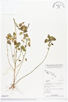 登錄號:BS02675藏品圖，第1張