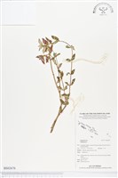 登錄號:BS02676藏品圖，第1張