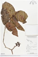 登錄號:BS02678藏品圖，第1張