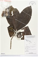 登錄號:BS02679藏品圖，第1張