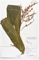 登錄號:BS02680藏品圖，第1張