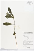 登錄號:BS02682藏品圖，第1張