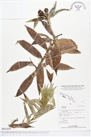 登錄號:BS02684藏品圖，第1張