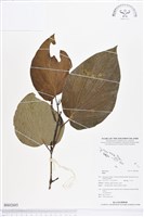 登錄號:BS02685藏品圖，第1張