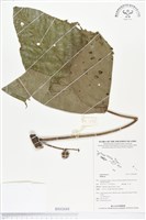 登錄號:BS02688藏品圖，第1張