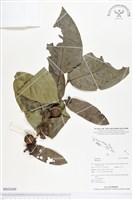 登錄號:BS02690藏品圖，第1張