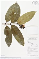 登錄號:BS02694藏品圖，第1張