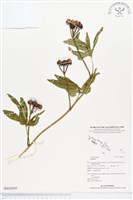 登錄號:BS02695藏品圖，第1張