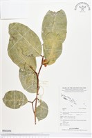 登錄號:BS02696藏品圖，第1張