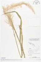 登錄號:BS02698藏品圖，第1張