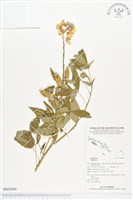 登錄號:BS02699藏品圖，第1張