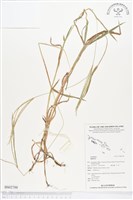 登錄號:BS02700藏品圖，第1張